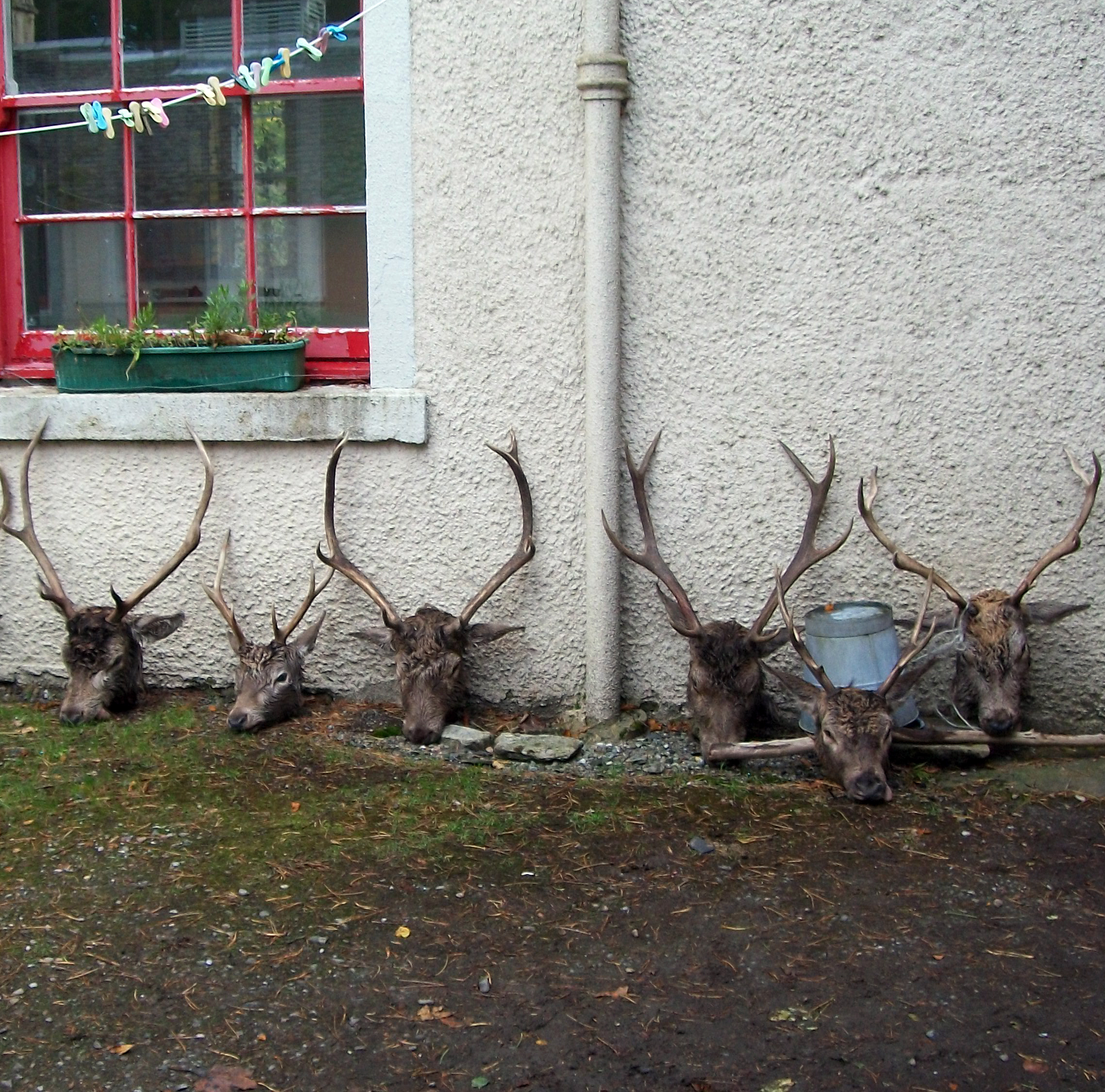 deer