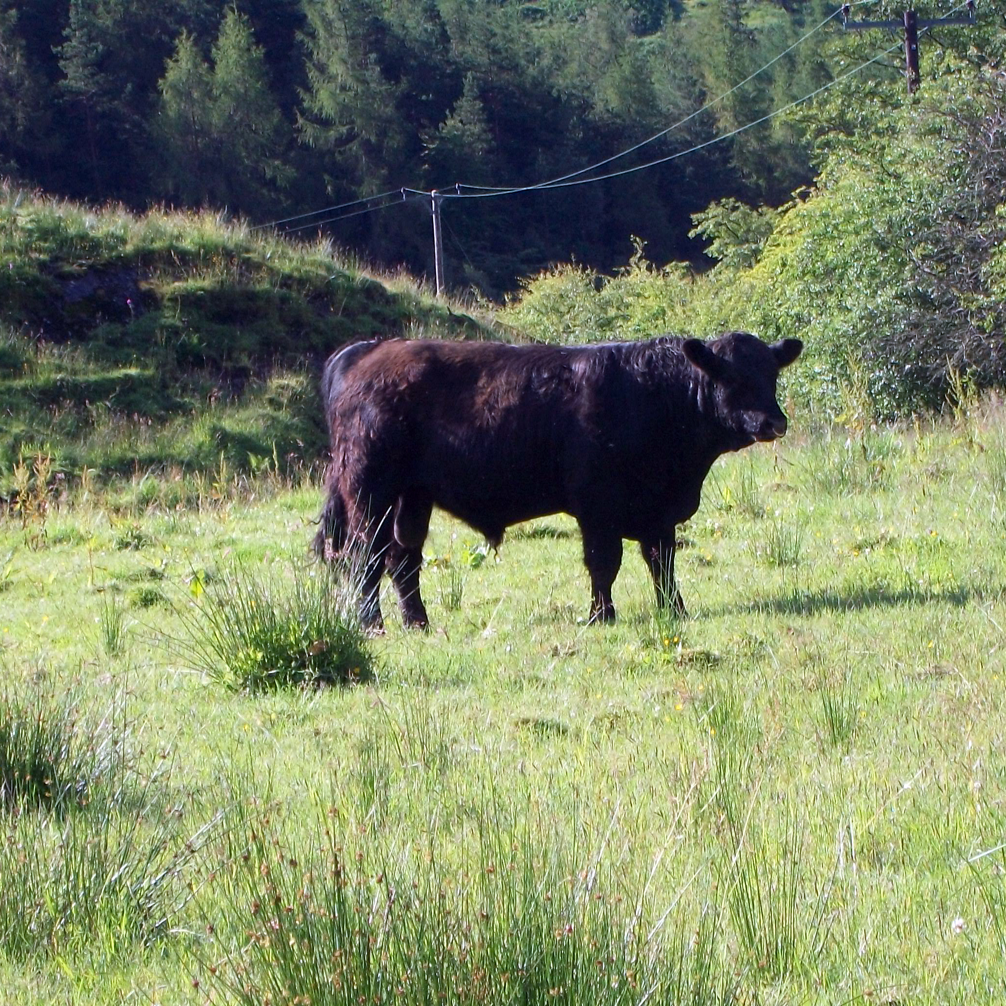 galloways