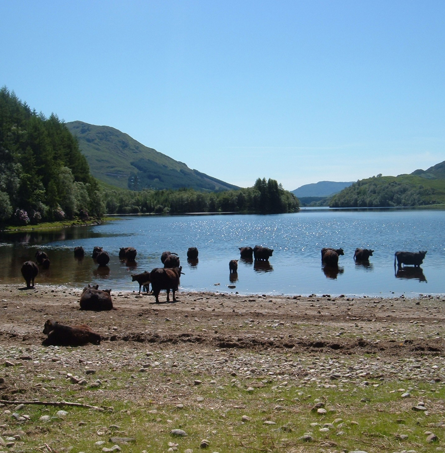 galloways