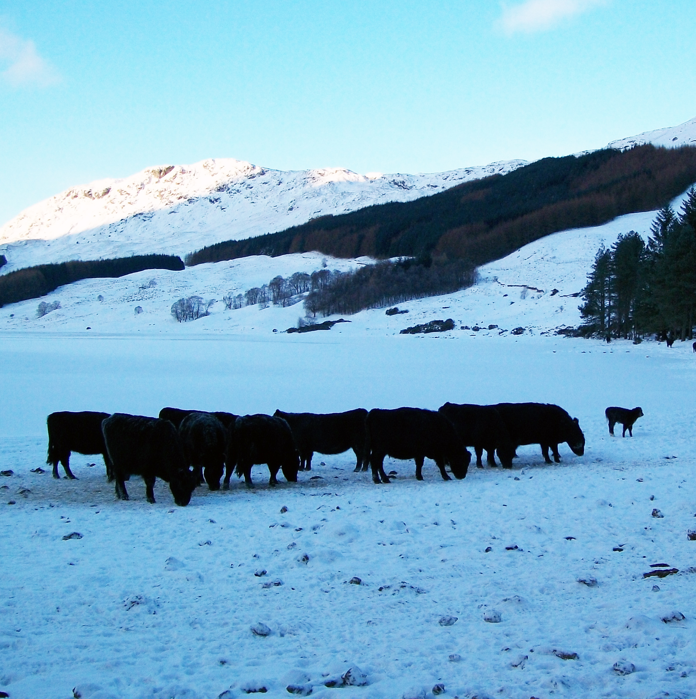 galloways