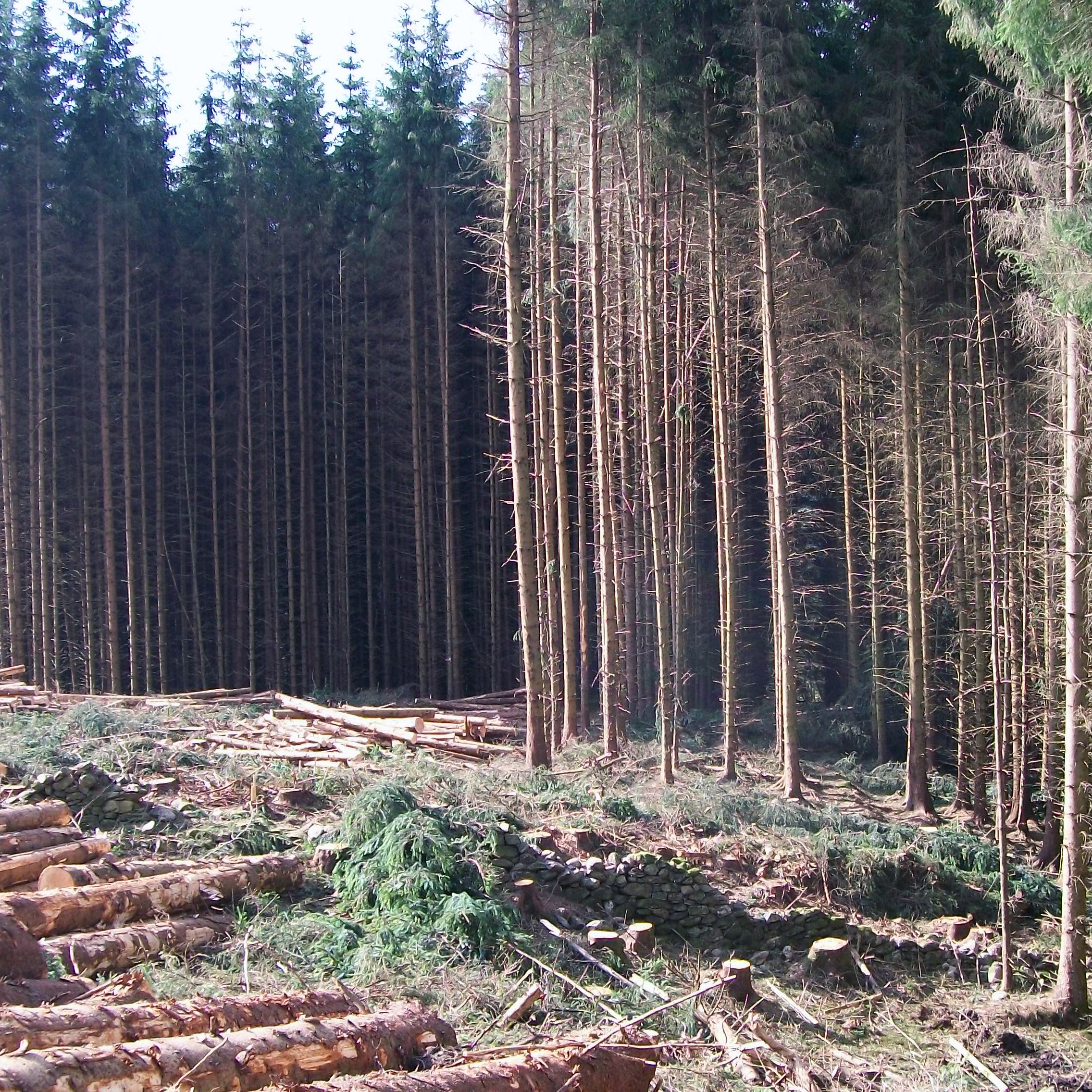 wood