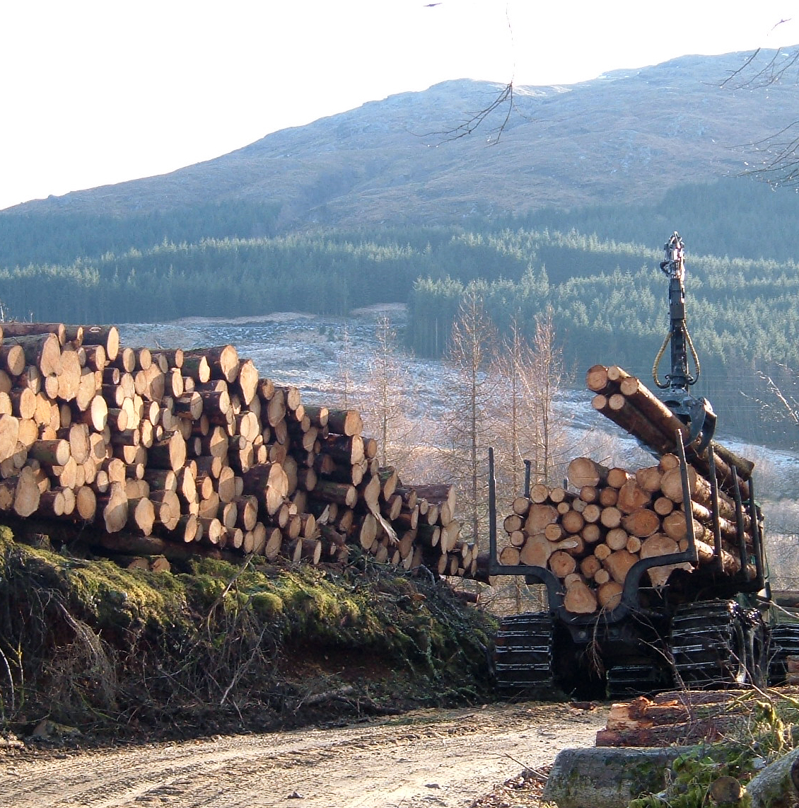 wood